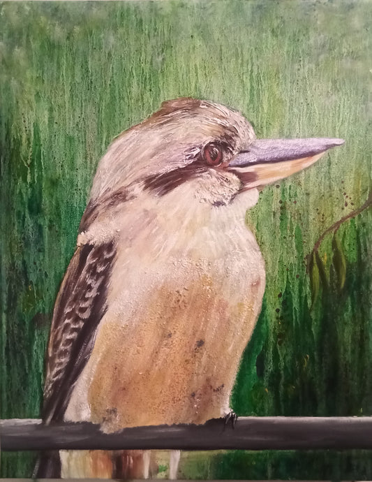 Kookaburra